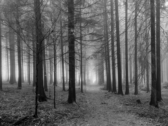 Auftanken im Nebel-Wald